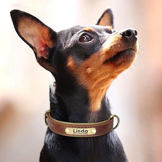 Leather Dog Collars with Engraved Nameplate - ForDoggyNeeds