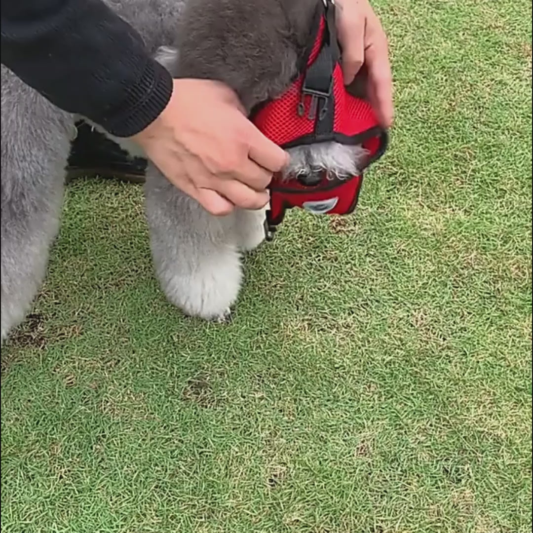 Small Dog and Cat Harness With Leash