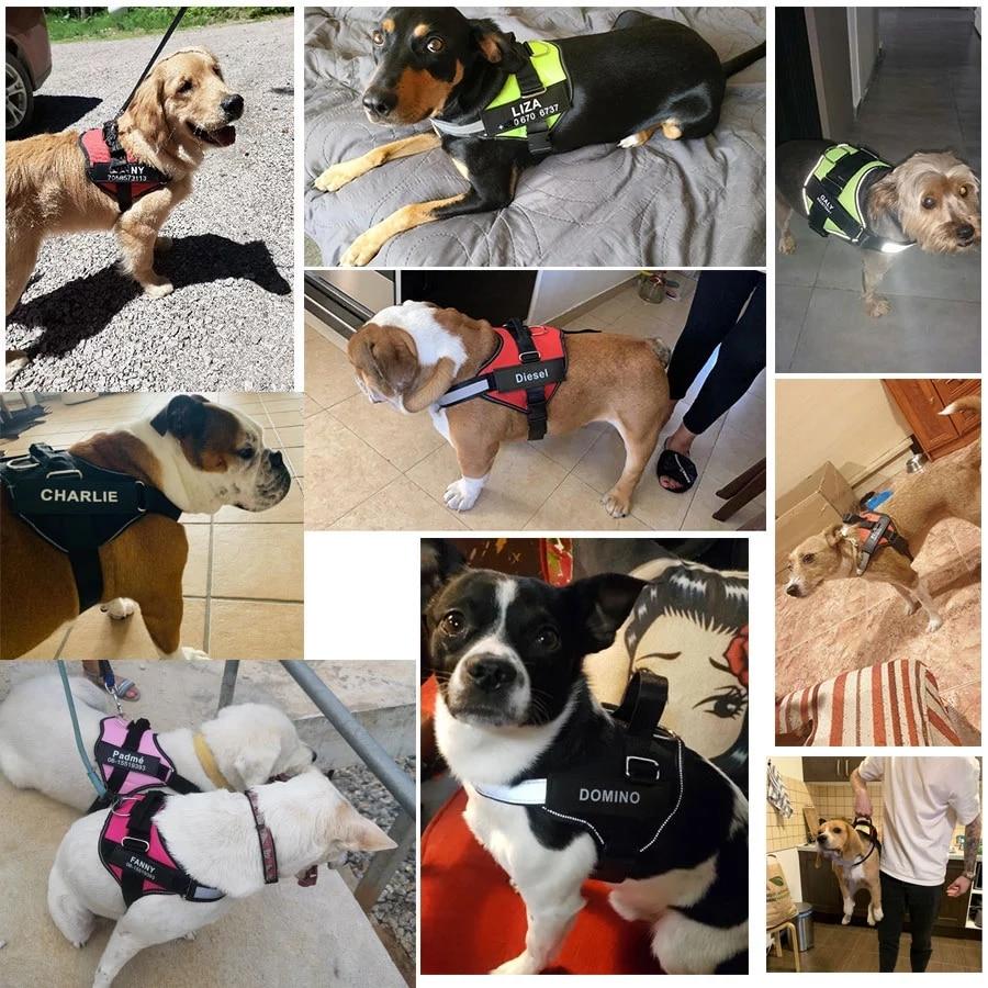 ForDoggyNeeds™ Personalized No Pull Dog Harness - ForDoggyNeeds